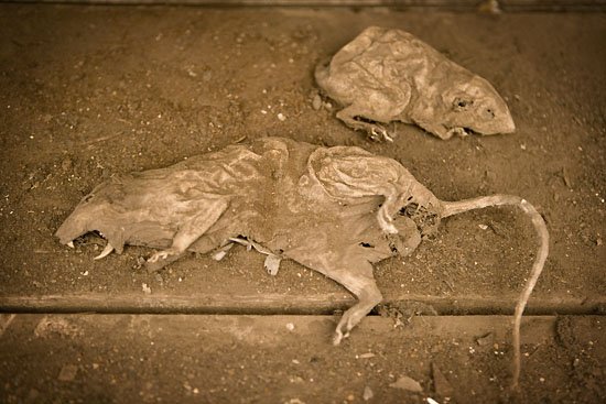 mumified ratties (detail)