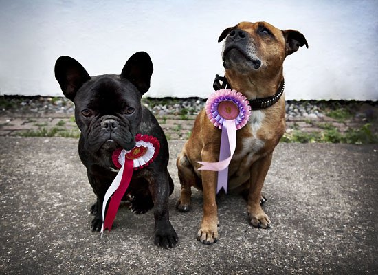 we are the champions, my hounds