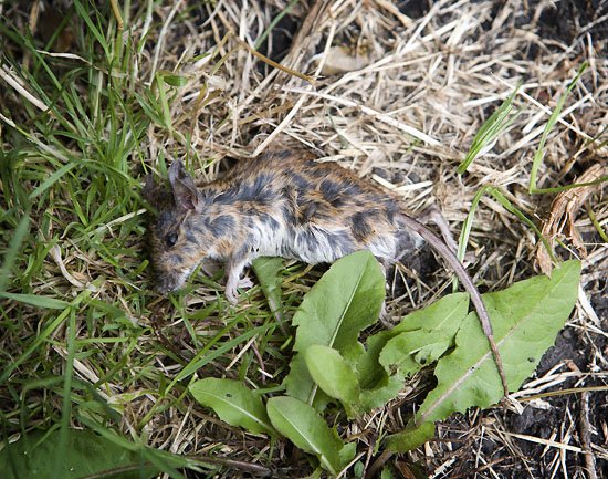 an actual dead mouse 