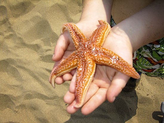 star fish