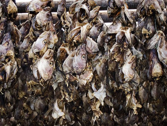 fishies' heads
