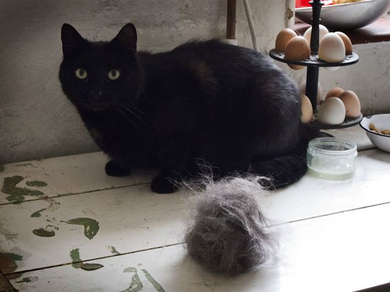 hair ball