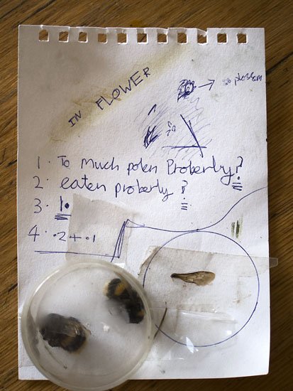 why do bees die?