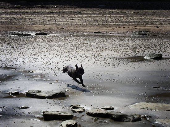 flying french bulldog