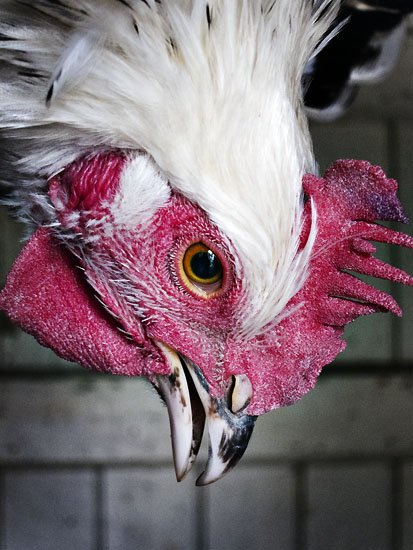 my cock, is dead
