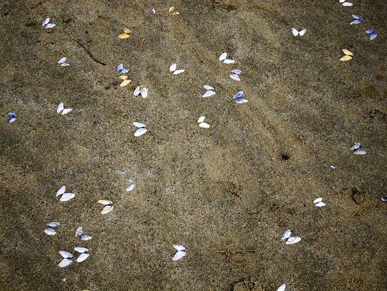 butterfly shells