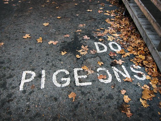 do pigeons