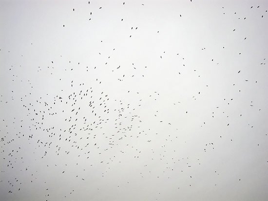 birds