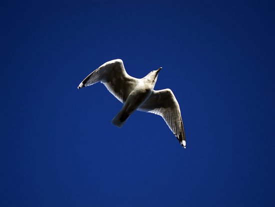 panning point and shoot