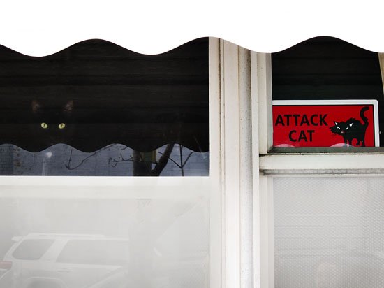 ATTACK CAT