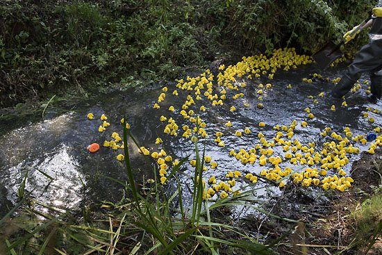 space duck almost a winner