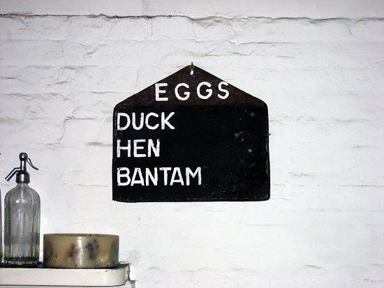 eggs. duck hen bantam