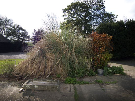 ...pampas grass