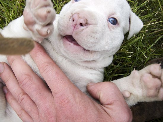 woof