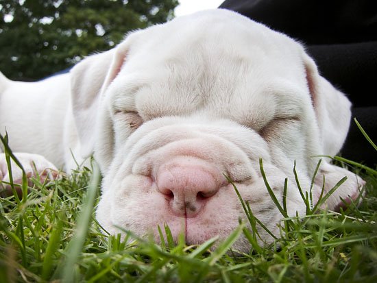 ladies and gentlemen, may i introduce...