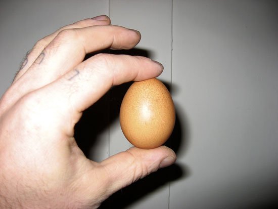 our (collective) first egg