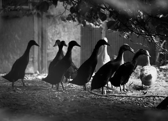 i count in running ducks