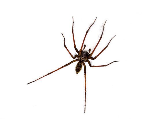 incey wincey