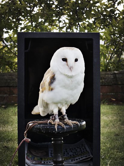 barn owl