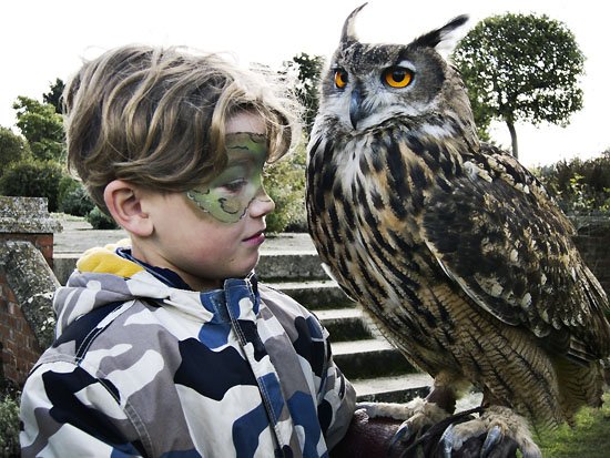 european eagle owl...