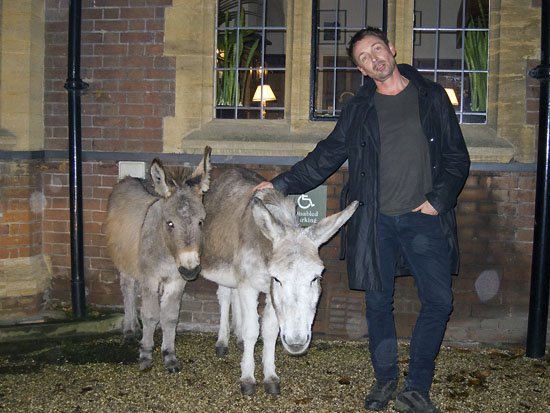 an ass and two donkeys