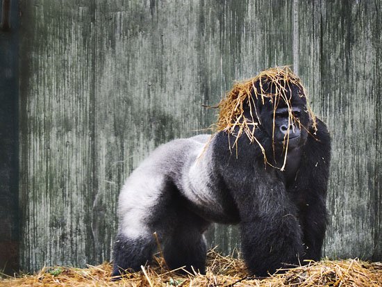 djala