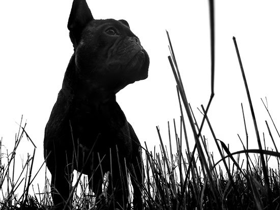 ludwig von t-bone