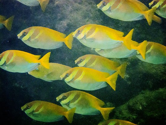 fish i have known and loved