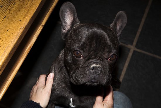 ludwig von t-bone