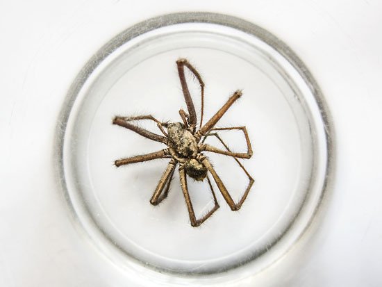 l araignée est mort