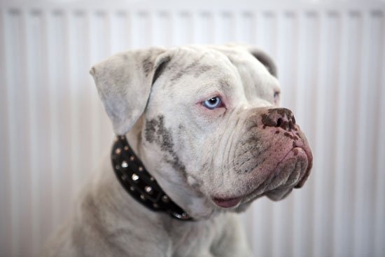 dur dur, im a durty dawg...