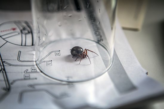 there is a spider inside her