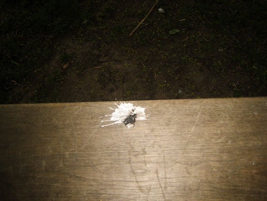 bird poo on the swing seat