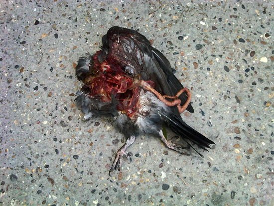 death is everywhere