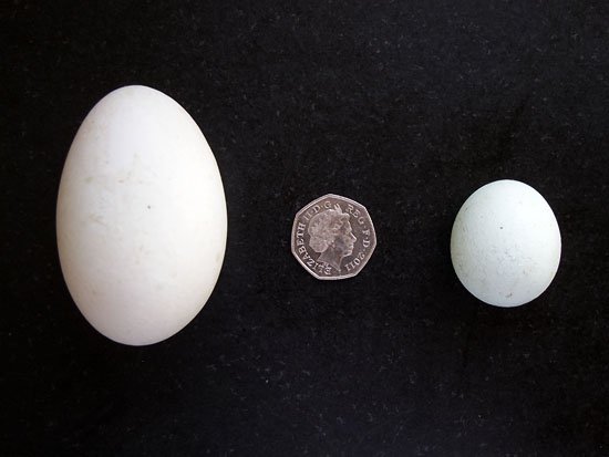 duck egg disparity