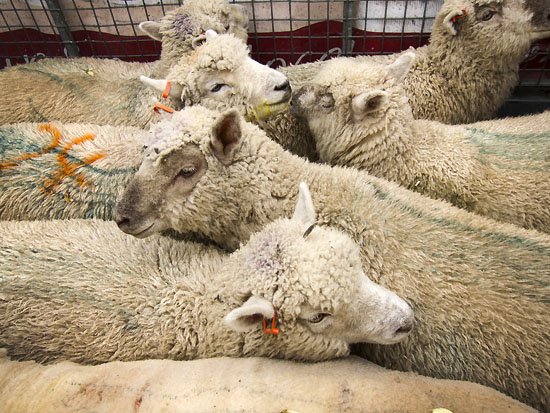 sheeps