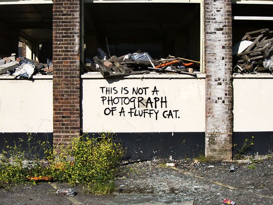 THIS IS NOT A PHOTOGRAPH OF A FLUFFY CAT