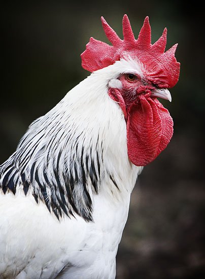 organic cock