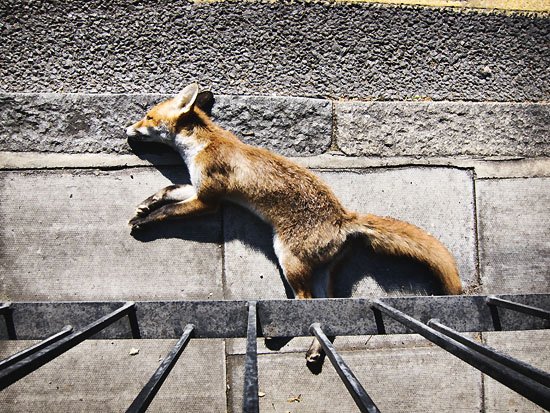 let sleeping foxes lie