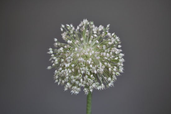 leek