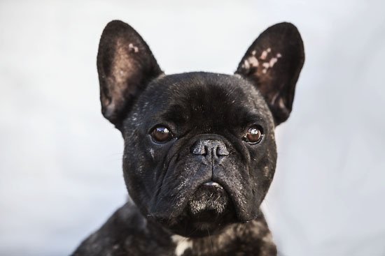 ludwig von t-bone