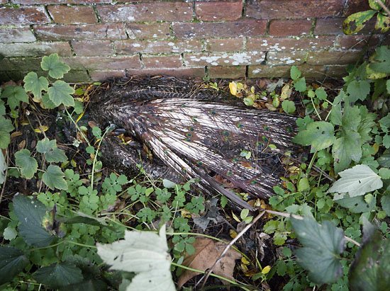 the return of the prodigal peacock