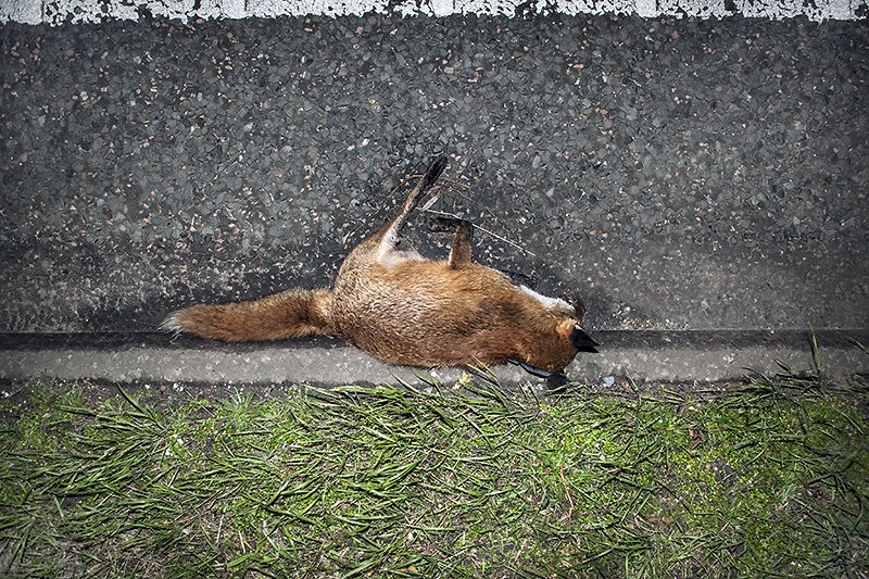 foxy lady