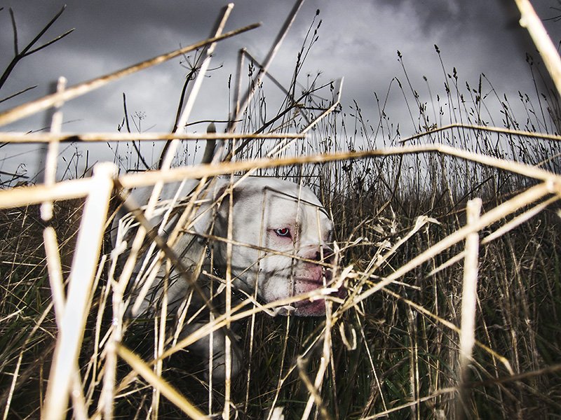 dog days are not over