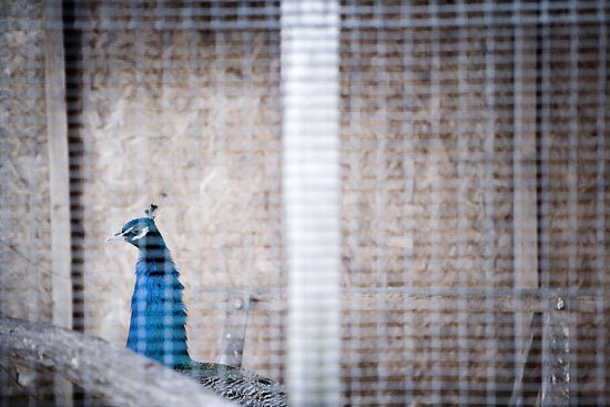 hamilton: enter stage right