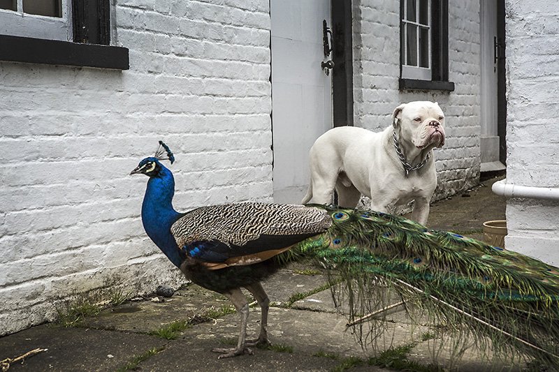 mr.bunny and hamilton the peacock