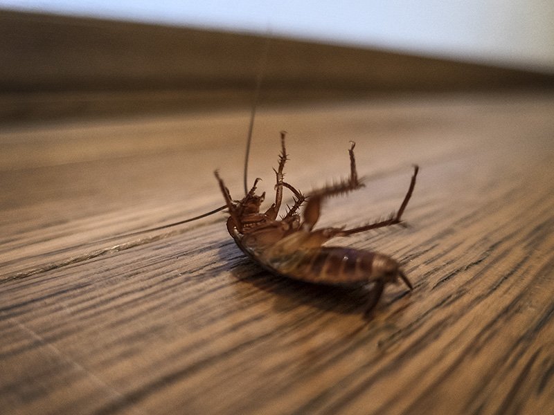 another space invader