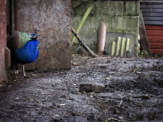 freedom for my people