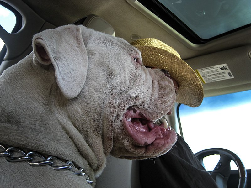 mr.bunny balancing a hat on his nose