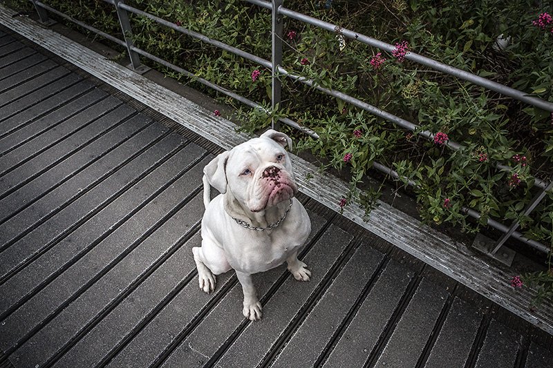 the day after national dog day